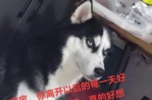 为什么哈士奇不适合看家（一种活泼而自主性强的犬种）