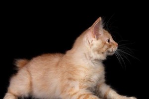 猫的竖尾巴之谜（探索猫咪为何竖尾巴的原因及意义）
