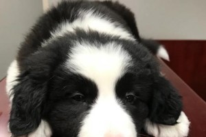 边境牧羊犬的记忆能力有多久？（探索边境牧羊犬记忆力的神奇之处）