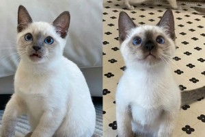 暹罗猫价格揭秘（了解暹罗猫价格，选择合适的宠物伴侣）