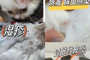 治愈猫皮肤病的方法及建议（如何快速有效地治疗猫皮肤病？）
