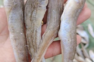 狗狗的饮食需要多样化（探索狗狗饮食的多样性，选取合适的鱼类供其食用）