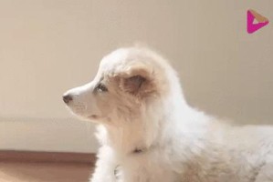 不畏一切，狗狗勇者们！（以勇敢面对恐惧的狗狗故事）