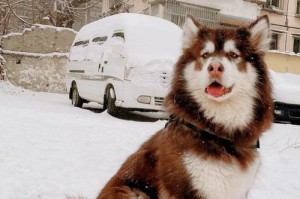 阿拉斯加的娱乐方式（发现冰雪之美，探索大自然奥秘）
