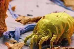 揭秘狗狗螨虫（了解狗狗螨虫的种类、症状和防治方法）