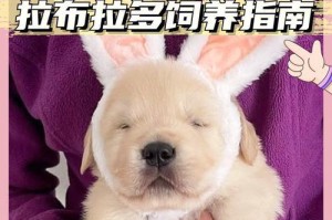 省钱小技巧（以拉布拉多的饮食为例，分享省钱的小窍门）