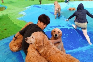金毛犬比赛激烈竞争探索顶尖宠物之路（探秘金毛犬比赛的殿堂）