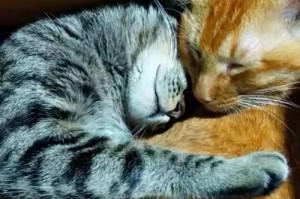 让你的猫咪接受新伙伴的方法（如何让猫咪和新伙伴和平相处）