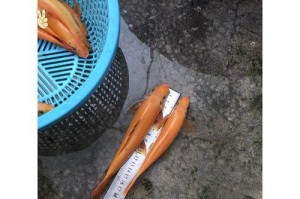 探索世界上罕见的反游猫鱼种类（发现令人惊叹的海洋生物多样性）