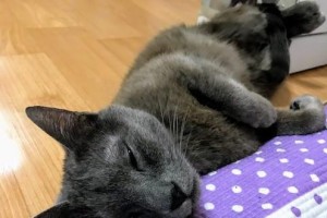 猫咪思密达的便秘问题（原因、预防和治疗）