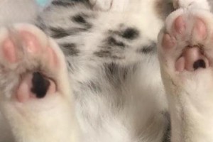 猫咪的热散热能力不容小觑（探索猫咪如何应对高温环境及其特殊机制）