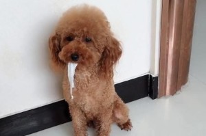 小狗为什么爱撕纸？（探究小狗撕纸行为的原因及解决方法）