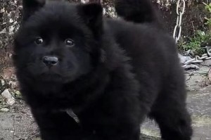 大型长毛犬品种及特点（了解大型长毛犬的魅力与责任）