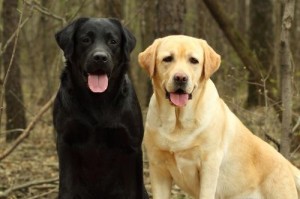 黑色巨型犬（探索黑色巨型犬世界中的多样性和美丽）