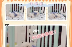 关于比熊疝气的预防与治疗（了解比熊疝气，保护你的爱宠健康）