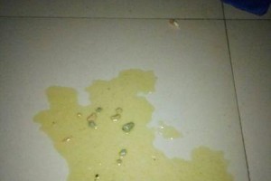 小狗吐了后的饮食指南（了解小狗的消化系统，选择适合的食物恢复其健康）