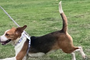 从比格犬粪便看宠物的健康问题（以比格犬粪便反应了那些，如何预防常见宠物疾病）