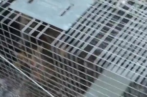 猫的随地大小便问题（为什么猫会随地大小便？如何解决这个问题？）