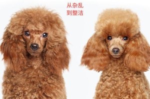 如何清理金毛犬的掉毛问题？（掌握掉毛原因，有效应对金毛犬的脱毛情况）