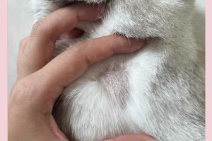 快速治疗猫癣的有效方法（以猫得猫癣怎么治好得快？猫皮肤长癣要怎么治？）
