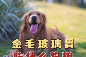 金毛的饮食养生之道（为你的金毛提供健康饮食，让它健康快乐地成长）