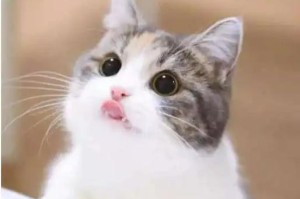 猫夏天为什么不吃东西的原因（探寻猫咪夏季食欲不振的奥秘）