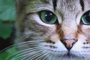 揭秘猫咪胡须的奥秘（通过猫咪胡须解读猫年龄、健康和心情，感受猫咪的秘密语言）