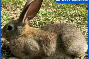 探寻兔子寿命的奥秘（以什么样的兔子能活得更久？）