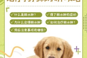 泰迪腿肿了怎么办？使用药物治疗是明智选择吗？（以泰迪腿肿了用什么药好？了解适用药物与正确治疗方法）