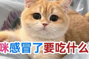 猫咪上火后吃什么药？（解读猫咪上火症状及合理用药的重要性）