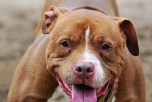 如何养护比特犬，让它健康快乐成长（宠物爱好者必读的比特犬养护指南）