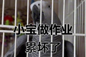 灰鹦鹉的主要水果食谱（为你的宠物提供健康水果选择）