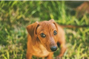 腊肠犬的饮食指南（从幼年到成年，了解腊肠犬的饮食需求与禁忌）