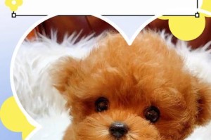 泰迪犬的排便时间（泰迪吃完饭后需要多久才会排便？）
