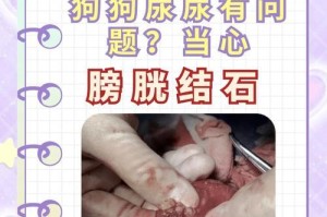 狗狗乱撒尿的原因与解决方法（了解狗狗乱撒尿的关键问题，探讨有效的解决方案）