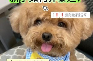 可爱的泰迪，可以学会哪些东西？（探索泰迪智慧的领域及其潜力）