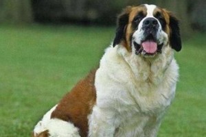 大丹犬的性格特点（了解大丹犬的性情和行为习惯，让你成为更好的宠物主人）