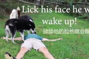 以吃什么狗狗就晕过去？揭秘影响狗狗晕倒的食物（为你的宠物健康着想，远离这些食物）