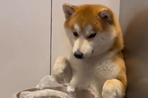 如何让宠物不再乱翻垃圾桶？（从训练心理到管理环境，让你的宠物远离垃圾桶）