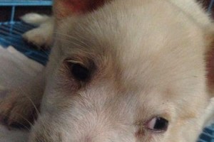 怎样处理狗狗流鼻涕问题（专家分享实用方法，让宠物快快康复）