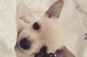 宠物吉娃娃的营养需求及相应营养品选择（如何让吉娃娃健康快乐地生活）