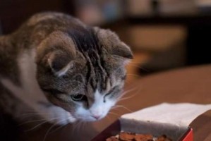 猫咪不吃东西怎么办？（一定要注意！猫咪可能出现的原因及应对方法）