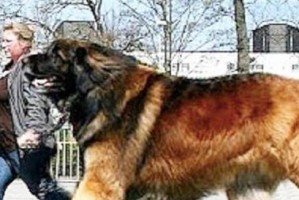 高加索犬（了解它，养育它，爱护它）