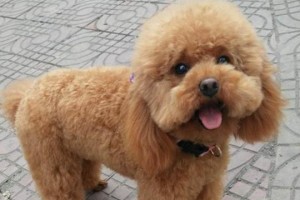 泰迪的叫声如何形容？（泰迪叫声犹如......）