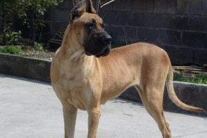 探究大丹犬的品种特征（以大丹犬各项特征标准为基础的宠物养护指南）