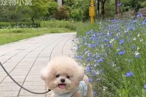 泰迪与贵宾犬混血（可爱泰迪与贵宾犬跨种混血，绽放出新一代宠物美丽之花）