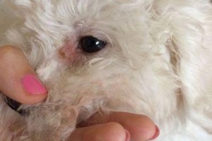揭秘比熊为何屁股毛最脏（探究比熊屁股毛脏的原因及解决方法）