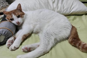 小猫踩奶的原因及意义（揭秘小猫踩奶行为背后的心理和生理因素）