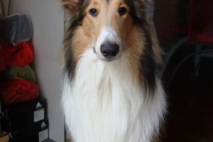 揭秘古代牧羊犬掉毛的原因（探究与宠物有关的秘密，帮助宠物主人更好地照顾爱宠）
