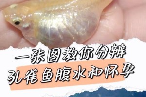 孔雀鱼性别分辨方法大揭秘（了解如何准确分辨孔雀鱼公母性别，养鱼更得心应手！）